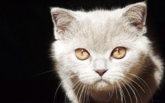 Desktop image. Cats. ID:42593