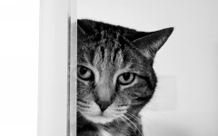 Desktop image. Cats. ID:42622