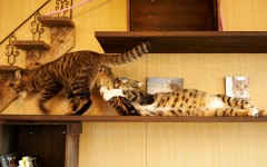 Desktop wallpaper. Cats. ID:49791