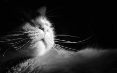 Desktop image. Cats. ID:53490