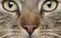 Desktop image. Cats. ID:53747