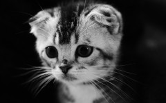 Desktop image. Cats. ID:54186