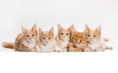 Desktop wallpaper. Cats. ID:54364