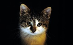 Desktop image. Cats. ID:55024