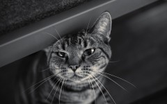 Desktop image. Cats. ID:55325