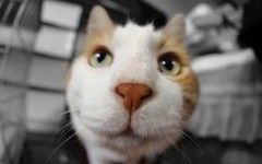 Desktop image. Cats. ID:62333