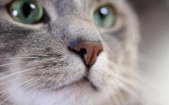 Desktop image. Cats. ID:65900