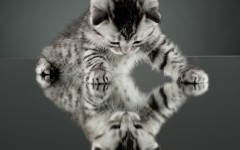 Desktop image. Cats. ID:65943