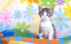 Desktop wallpaper. Cats. ID:65969