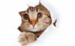 Desktop wallpaper. Cats. ID:65978