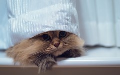 Desktop wallpaper. Cats. ID:79998