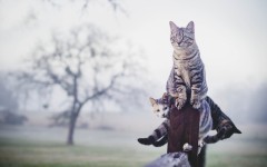 Desktop wallpaper. Cats. ID:82586