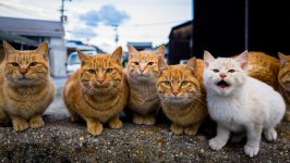 Desktop image. Cats. ID:91632