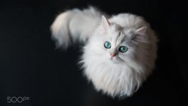 Desktop wallpaper. Cats. ID:95971