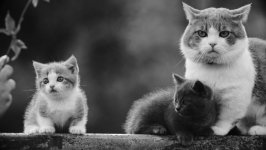 Desktop wallpaper. Cats. ID:97595