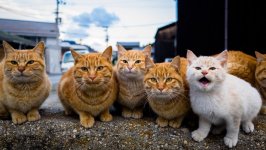 Desktop image. Cats. ID:97679