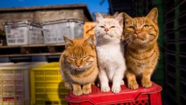 Desktop image. Cats. ID:97709