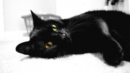 Desktop image. Cats. ID:99089