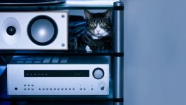 Desktop wallpaper. Cats. ID:115842