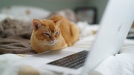 Desktop wallpaper. Cats. ID:117628