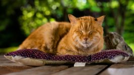 Desktop image. Cats. ID:167218