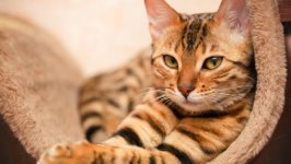 Desktop image. Cats. ID:165731