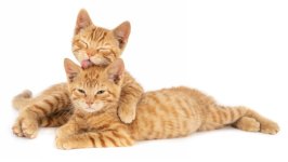 Desktop image. Cats. ID:165116