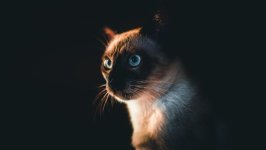 Desktop image. Cats. ID:155506