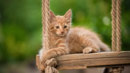 Desktop image. Cats. ID:165642