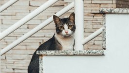 Desktop image. Cats. ID:166014