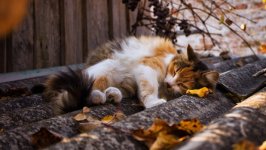 Desktop image. Cats. ID:166176