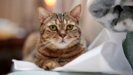 Desktop image. Cats. ID:166190