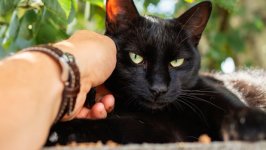 Desktop image. Cats. ID:166222