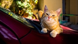 Desktop image. Cats. ID:166228