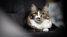 Desktop image. Cats. ID:166229