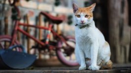 Desktop image. Cats. ID:166236