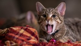 Desktop image. Cats. ID:166239