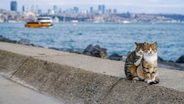 Desktop image. Cats. ID:166249