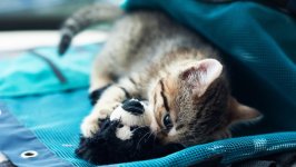 Desktop image. Cats. ID:166252