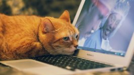 Desktop image. Cats. ID:166265