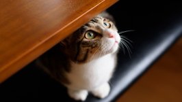 Desktop image. Cats. ID:166269