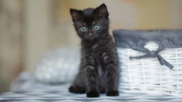 Desktop image. Cats. ID:166274