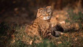 Desktop image. Cats. ID:166278