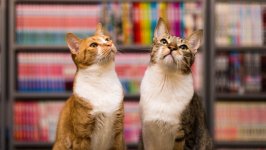 Desktop image. Cats. ID:166283