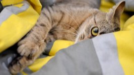 Desktop image. Cats. ID:166284