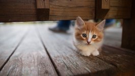 Desktop image. Cats. ID:166783