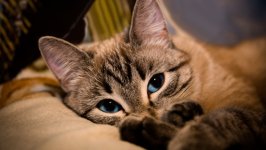 Desktop image. Cats. ID:166791