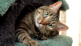 Desktop image. Cats. ID:166794