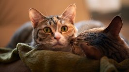 Desktop image. Cats. ID:166799