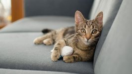 Desktop image. Cats. ID:166805